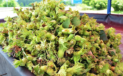 Sapanca satılık doğal fındık